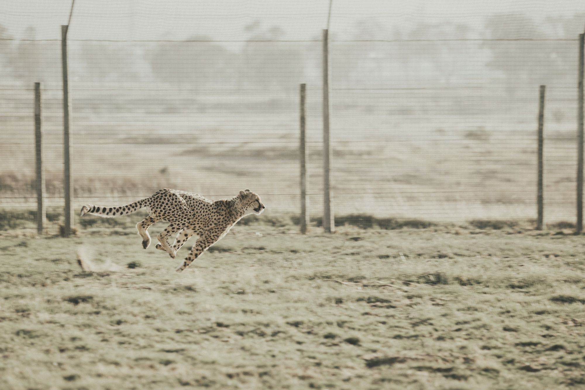 A cheetah in pale grass