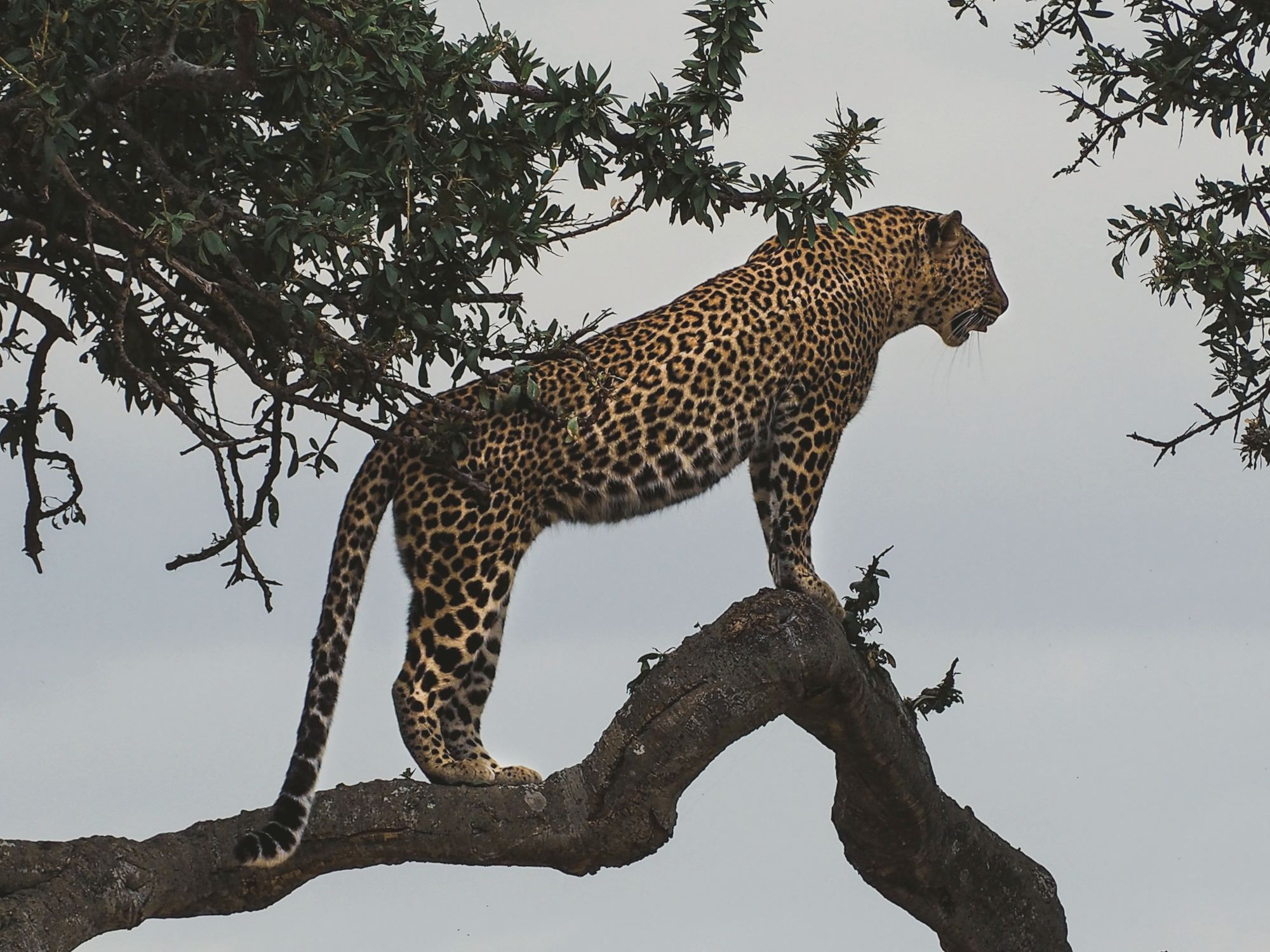 A leopard resting in a tree