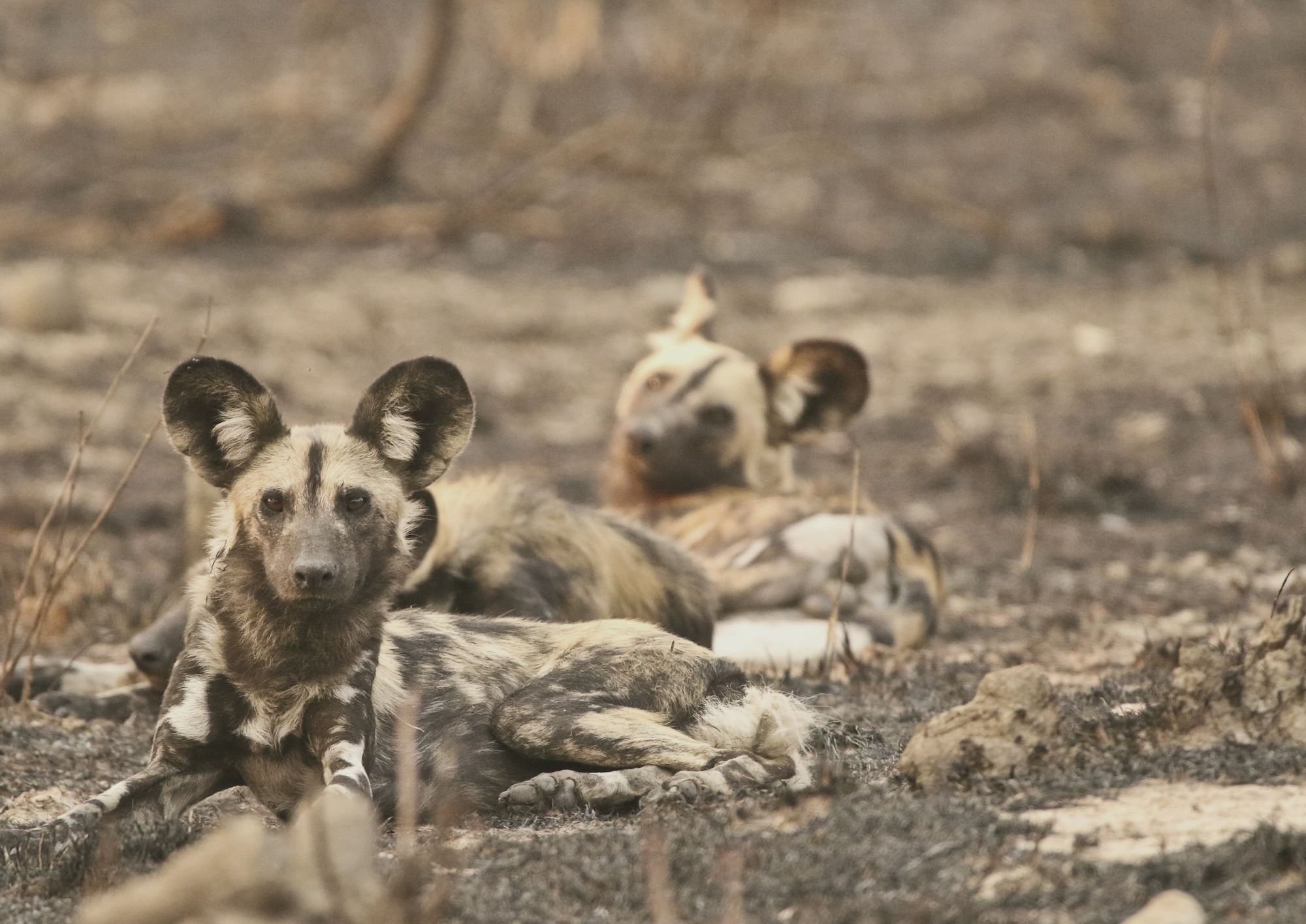 An African wild dog
