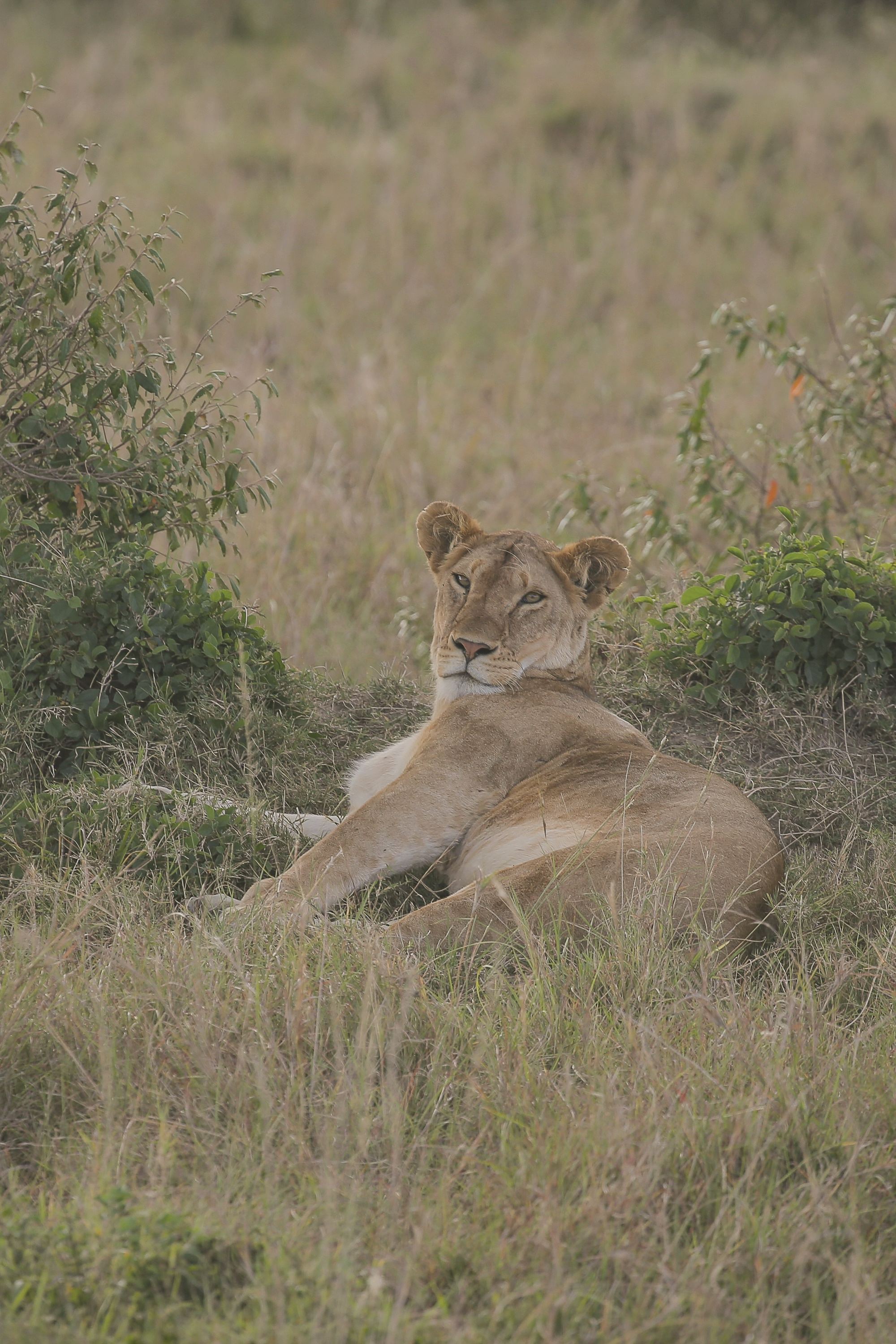 A lion lying in tall grass
