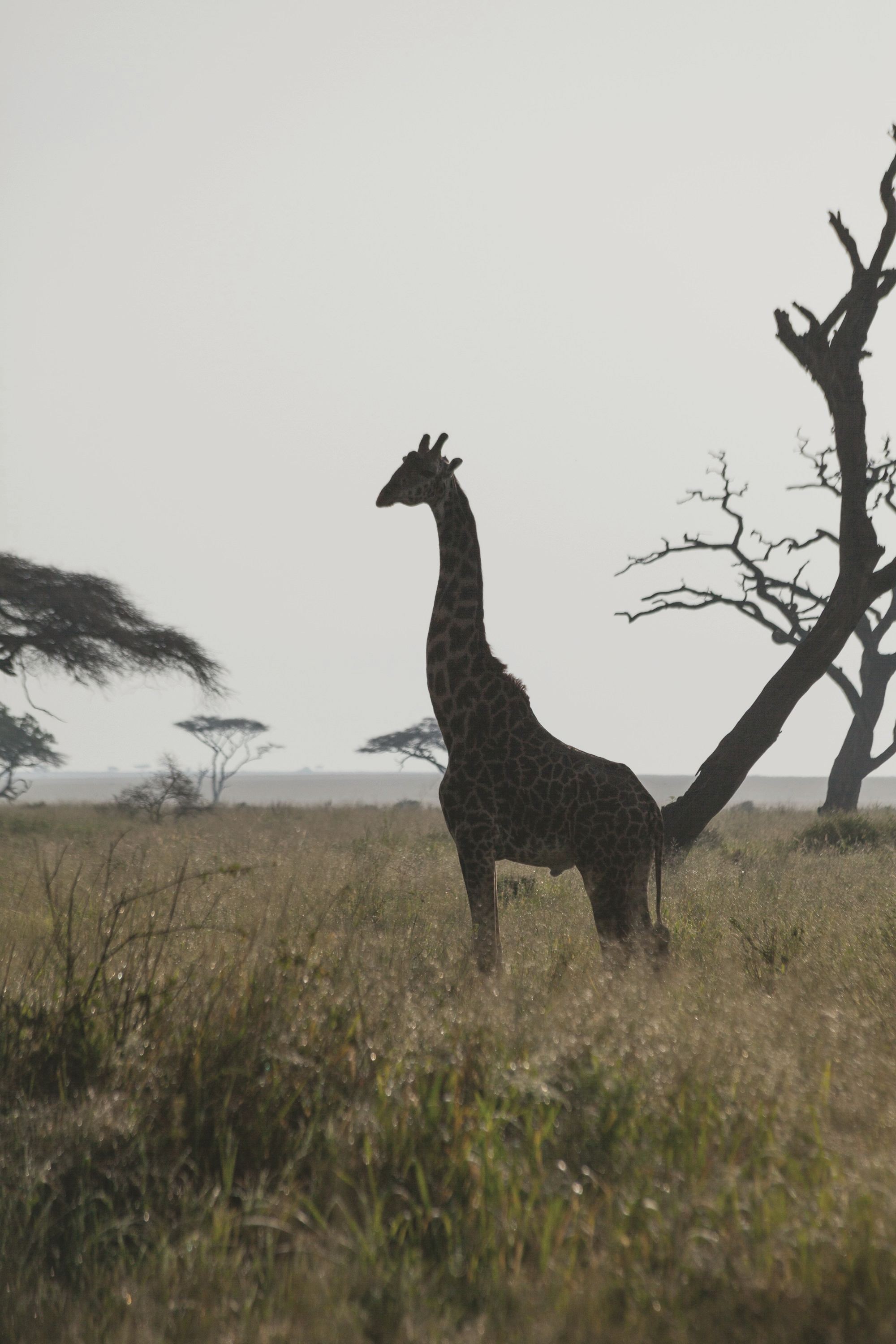 A giraffe against a pale sky